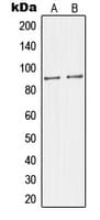 MAPK8IP2 / JIP2 Antibody (C-Terminus)