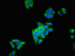 ECH1 Antibody