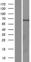 C2orf81 Protein (Over-Expression Lysate Myc-DDK (Flag))