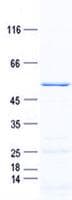 Human RPL7A / Ribosomal Protein L7a (Recombinant GST, N-terminus + His, C-terminus)