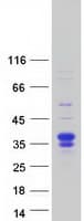 Human FSTL3 / FLRG Protein (Recombinant Myc-DDK (Flag))