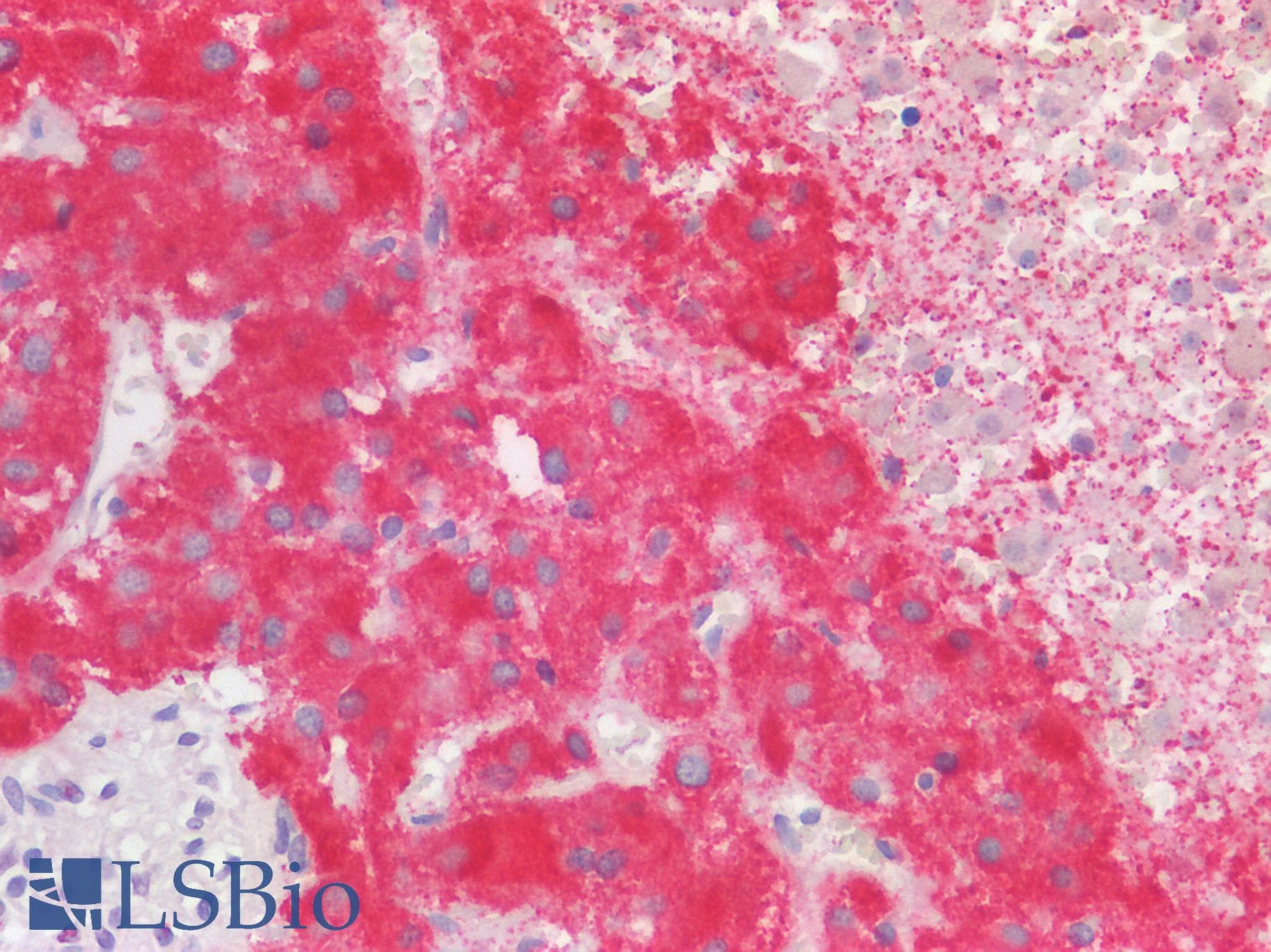 NLRX1 Antibody
