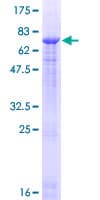 Human PROZ / Protein Z (Recombinant GST, N-terminus)