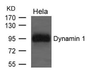 Polyclonal Rabbit anti-Human DNM1 / Dynamin Antibody (WB)