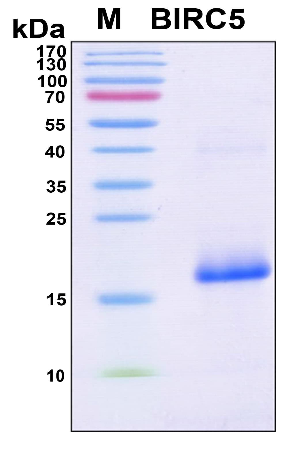 Human BIRC5 / Survivin Protein (Recombinant 6His, N-terminus)
