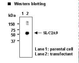 SLC2A9 / GLUT9 Antibody