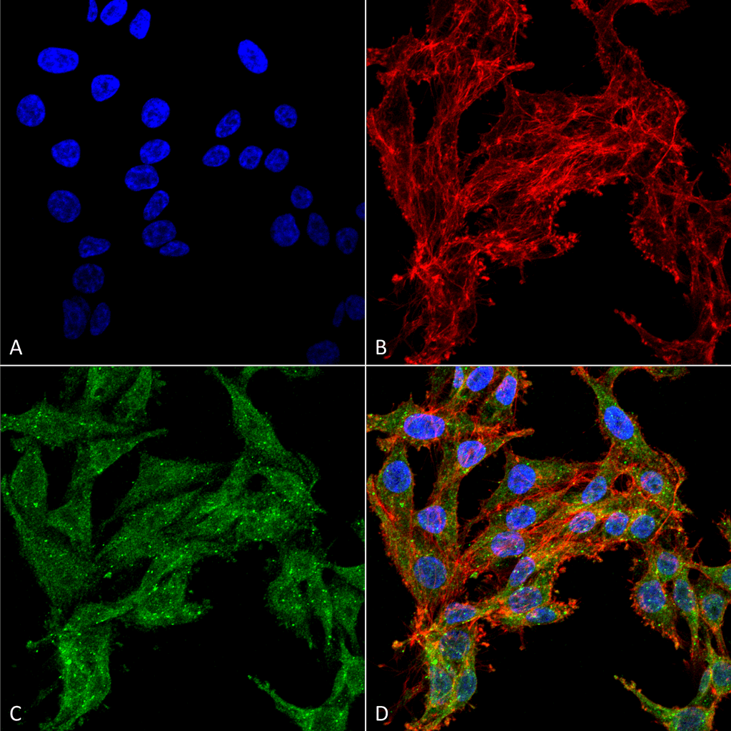 AUTL1 / ATG4C Antibody (RPE)