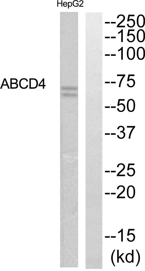 ABCD4 Antibody