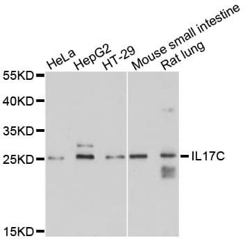 IL17C Antibody