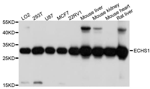 Polyclonal Rabbit anti-Human SCEH / ECHS1 Antibody (WB)