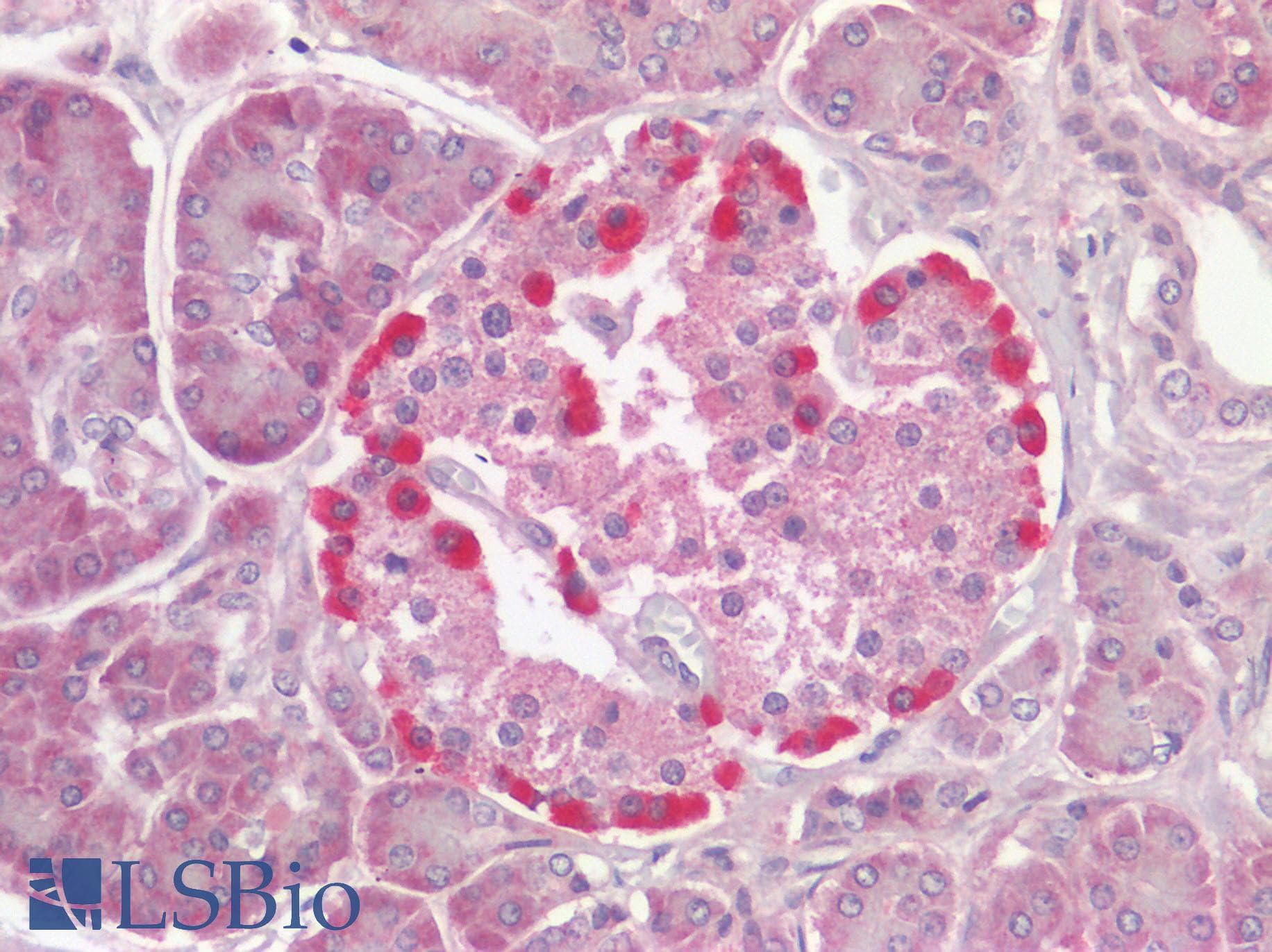TRPV4 Antibody (Internal)