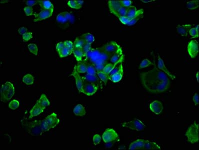IHC-plus™ AGER / RAGE Antibody