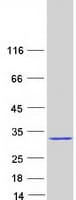 Human CFLAR / FLIP Protein (Recombinant Myc-DDK (Flag))