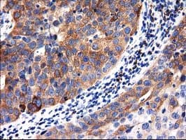 ALDH1L1 Antibody (clone 1H6, Carrier-free)