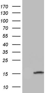 UBA52 Antibody (aa77-128, clone OTI5D12)