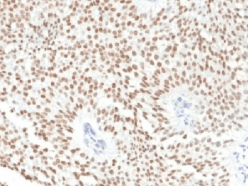 FOXA1 Antibody (clone FOXA1/1241, Azide-free, BSA-free)