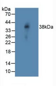 NOTCH4 Antibody (aa1715-2001, Biotin)