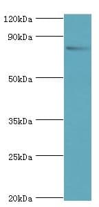 BAP1 Antibody (aa460-729)