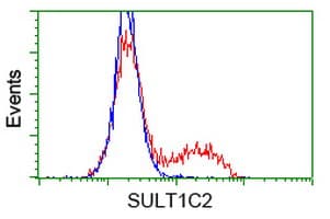 SULT1C2 / Sulfotransferase 1C2 Antibody (clone OTI5A4)