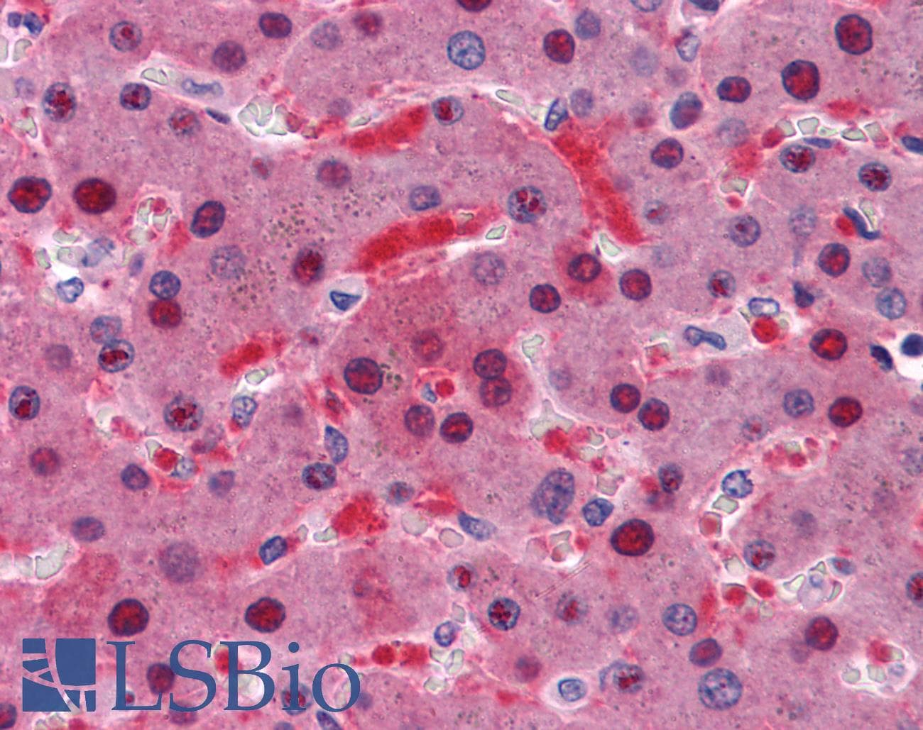 IHC-plus™ TTC1 Antibody (clone 4E3)