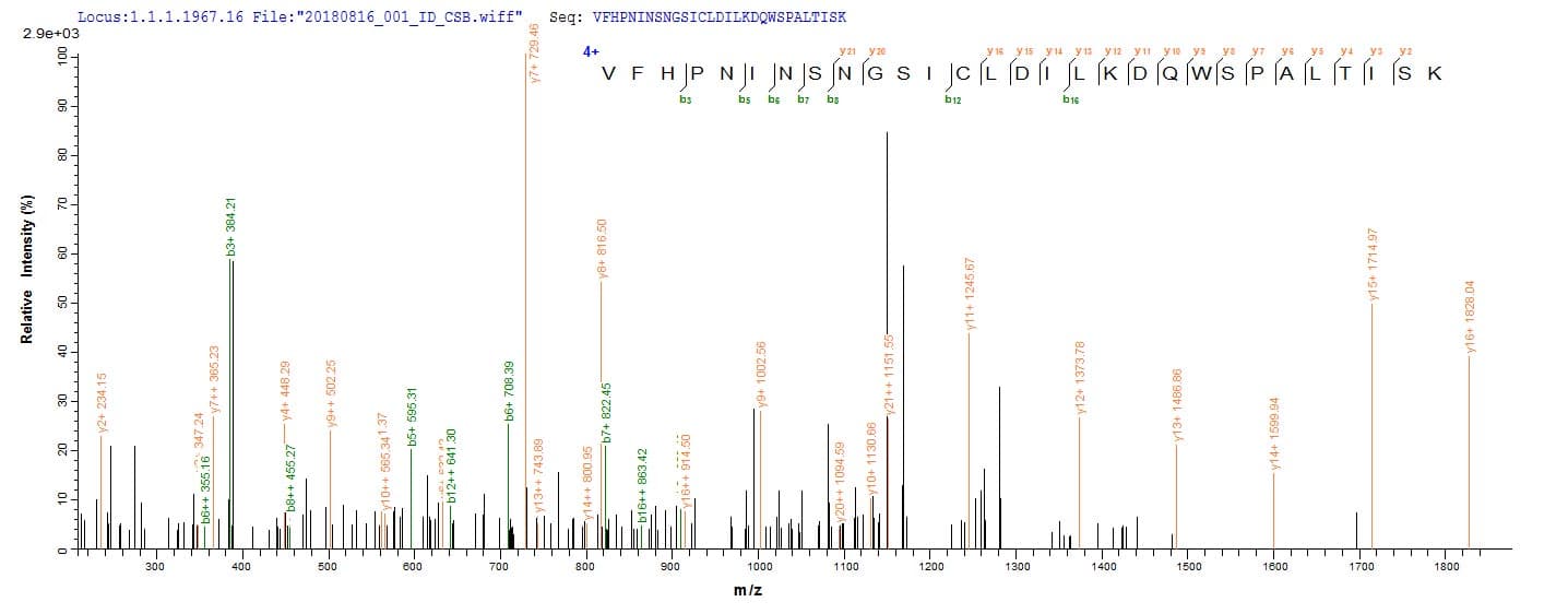Oryza sativa UBE2D1 / UBCH5 Protein (Recombinant 10His, N-terminus + Myc, C-terminus)