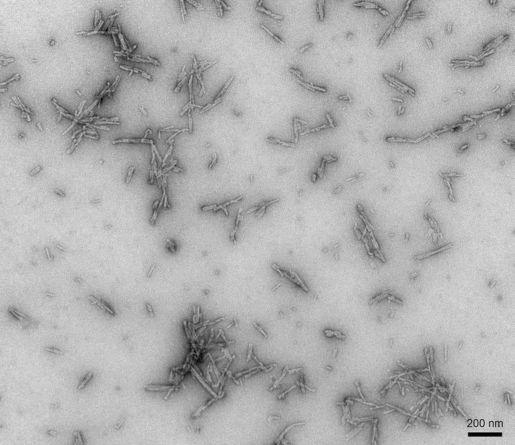 Human SNCA / Alpha-Synuclein Protein (Recombinant)
