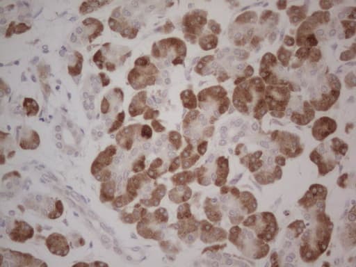 GABRA5 Antibody (aa32-259, clone OTI1G9, Carrier-free)