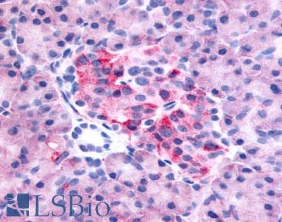 PathPlus™ GPR35 Antibody (C-Terminus)