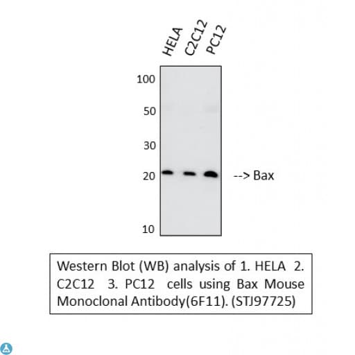 Monoclonal Mouse anti-Human BAX Antibody (IHC, WB)