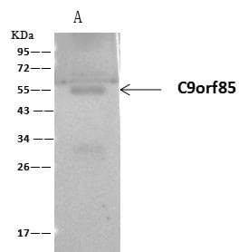 Polyclonal Rabbit anti-Human FADS3 Antibody (Preservative Free, WB)