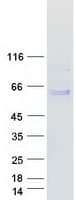 Human HSPA13 Protein (Recombinant Myc-DDK (Flag))