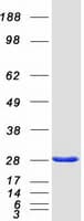 Human SNAP25 Protein (Recombinant Myc-DDK (Flag))