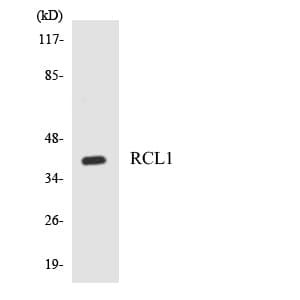 Polyclonal Rabbit anti-Human RCL1 Antibody (aa307-356, WB)