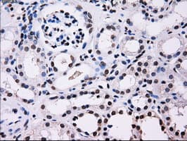Monoclonal Mouse anti-Human ID3 Antibody (clone OTI12C7, IHC, IF, WB)