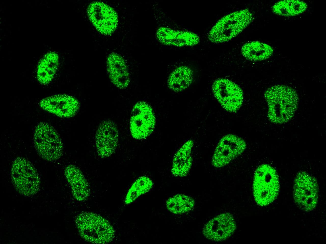 SMARCC1 / SWI3 Antibody (Preservative Free)