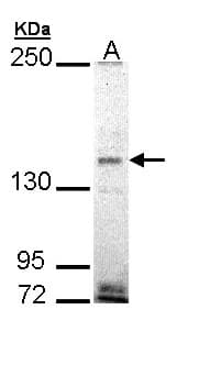 EHBP1 Antibody (aa595-886)