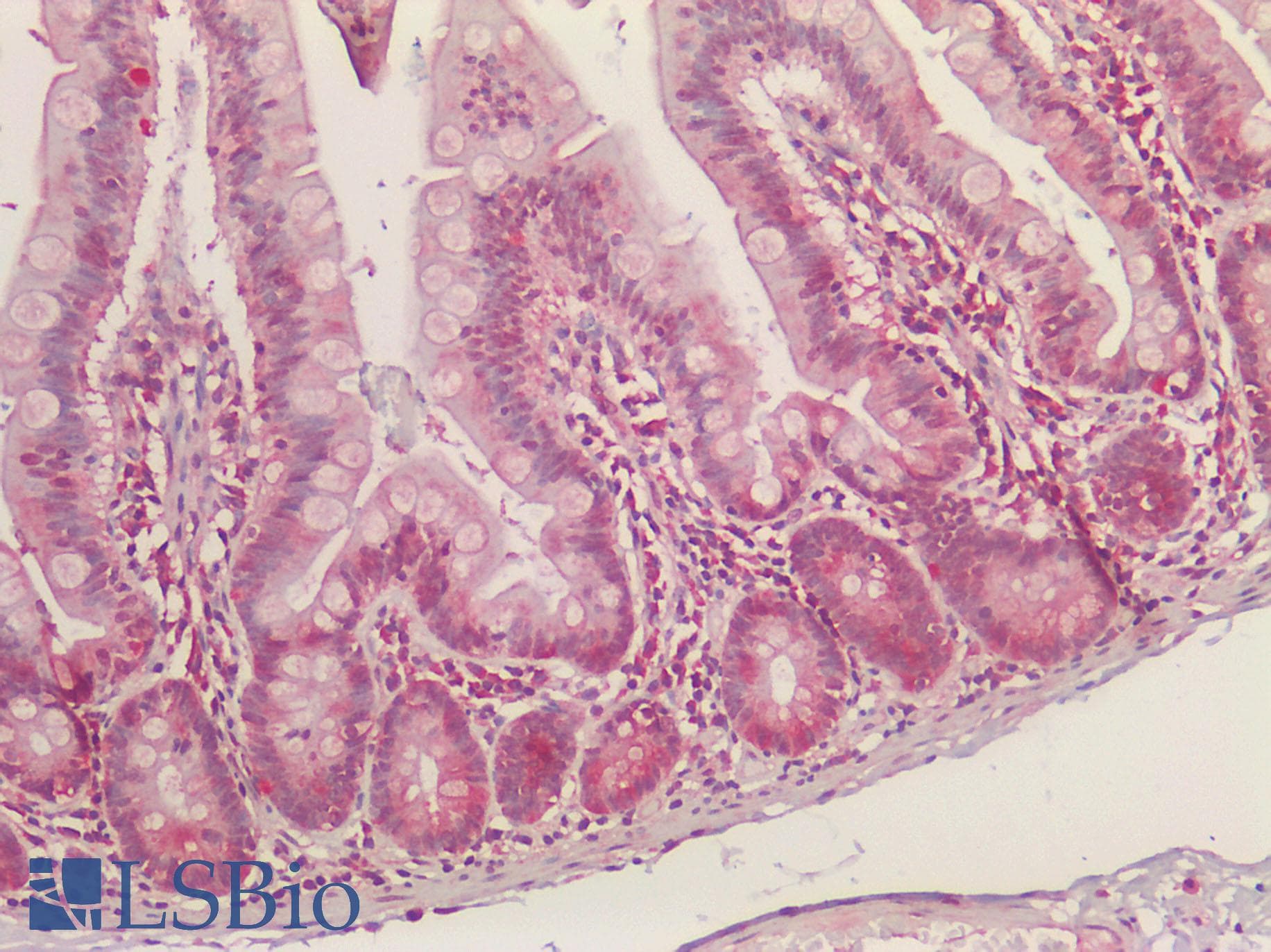 IHC-plus™ NQO1 Antibody (Internal region (near N-Terminus))
