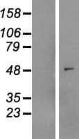 MYLIP / IDOL Protein (Over-Expression Lysate Myc-DDK (Flag))