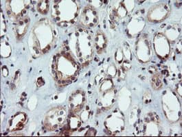 DUPD1 Antibody (clone OTI7E4)