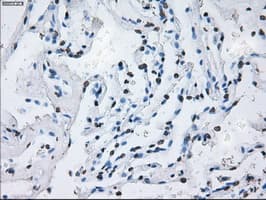 Monoclonal Mouse anti-Human ID3 Antibody (clone OTI15F4, IHC, IF, WB)