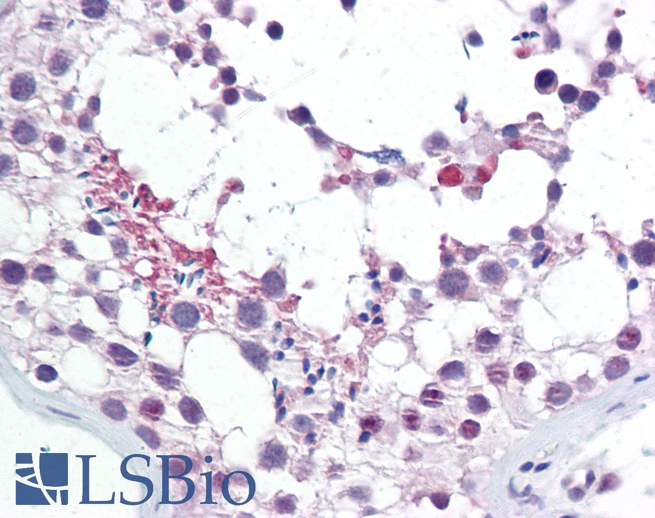 IHC-plus™ JUN / c-Jun Antibody (aa201-250)