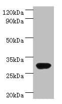 Polyclonal Rabbit anti-E. coli RBKS / Ribokinase Antibody (WB)