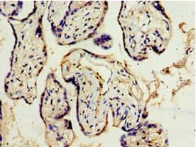 ADAM33 Antibody (aa140-420)