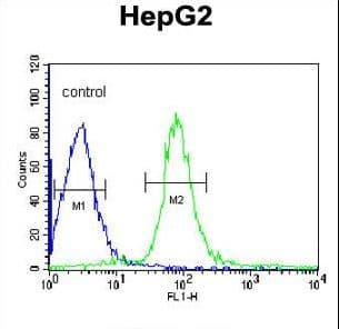 VHL / Von Hippel Lindau Antibody (aa181-210)