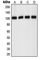 ADGRF1 / GPR110 Antibody (C-Terminus)