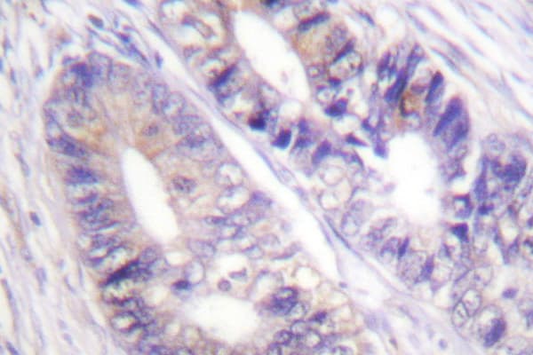 YWHAZ / 14-3-3 Zeta Antibody (Trp228)