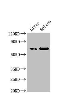 Polyclonal Rabbit anti-Human PRSS56 Antibody (IHC, WB)