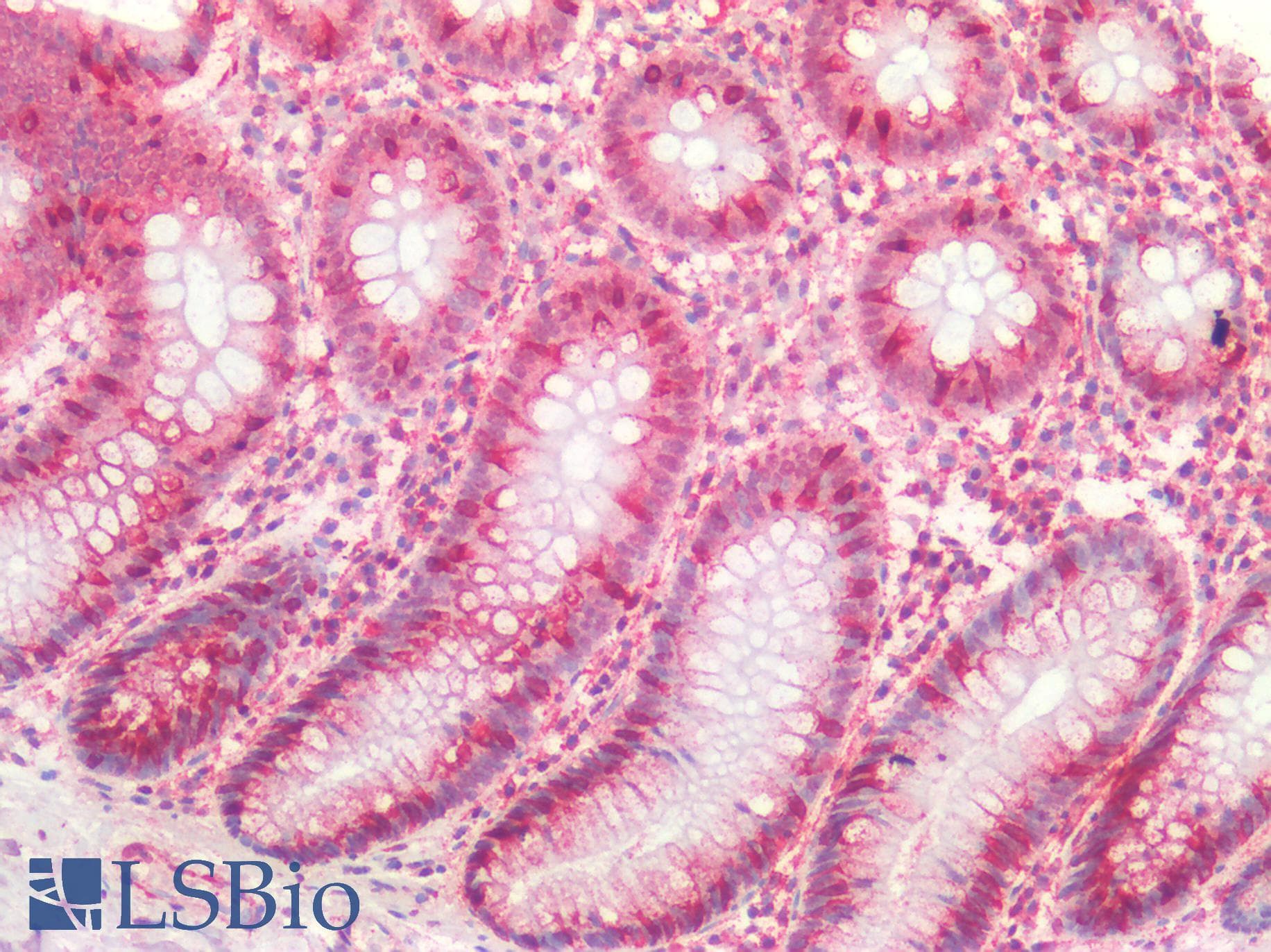 IHC-plus™ Mucin 2 / MUC2 Antibody