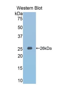 SLIT3 Antibody (aa1348-1517)