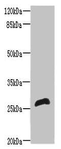 Polyclonal Rabbit anti-Human RTP2 Antibody